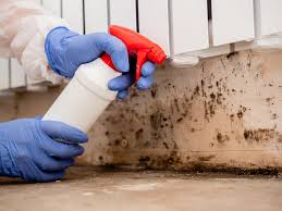 Best Mold Documentation for Insurance Claims  in Boone, IA